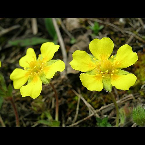 Potentilla neumanniana Rchb., 1832 &copy; VILLARET Jean-Charles