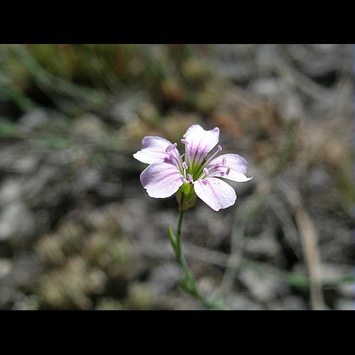 Petrorhagia saxifraga (L.) Link subsp. saxifraga &copy; VILLARET Jean-Charles