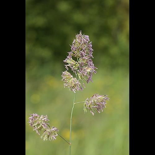 Dactylis glomerata L. subsp. glomerata &copy; PACHES Gilles