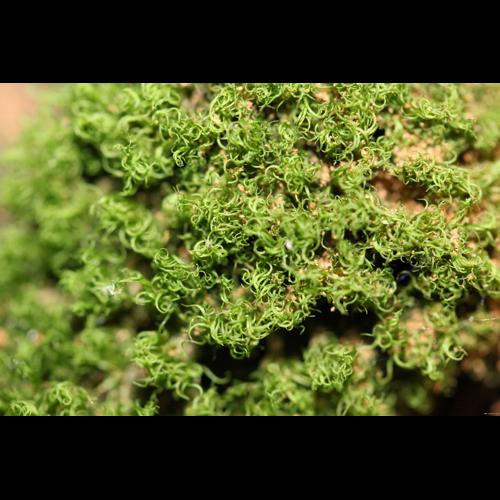 Dicranum montanum Hedw. © LEGLAND Thomas