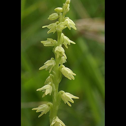 Herminium monorchis (L.) R.Br., 1813 © PACHES Gilles