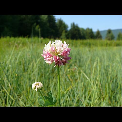Trifolium hybridum L. subsp. elegans (Savi) Ascherson & Graebner © VILLARET Jean-Charles