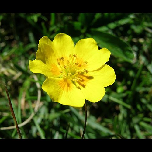 Potentilla grandiflora L., 1753 © VILLARET Jean-Charles