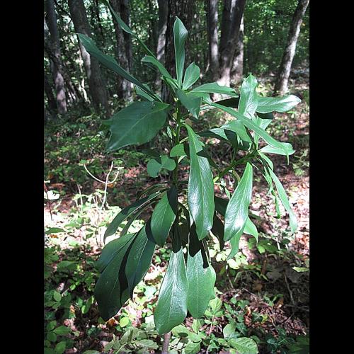 Daphne laureola L., 1753 &copy; BILLARD Gilbert