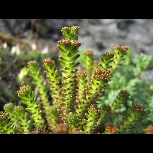 Sedum sexangulare L., 1753 &copy; BILLARD Gilbert