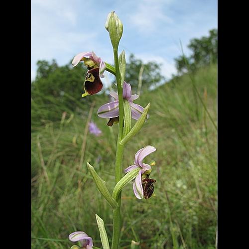 Ophrys fuciflora (F.W. Schmidt) Moench &copy; BILLARD Gilbert