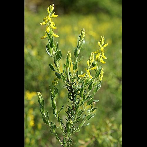 Genista germanica L., 1753 &copy; PACHES Gilles