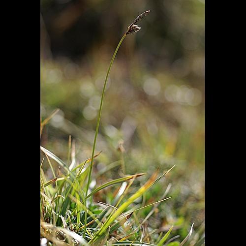 Carex ericetorum Pollich © PACHES Gilles