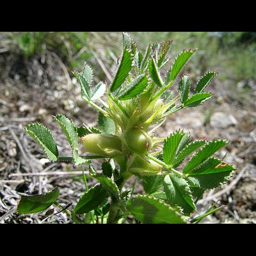 Ononis pusilla L. © VILLARET Jean-Charles