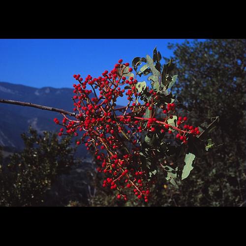 Pistacia terebinthus L. © BILLARD Gilbert