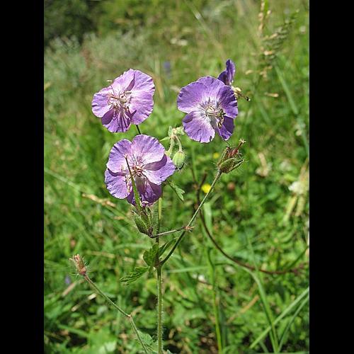 Geranium phaeum L. © BILLARD Gilbert