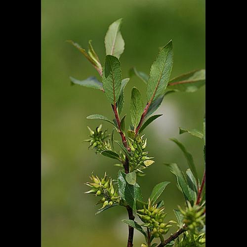 Salix myrsinifolia Salisb. © PACHES Gilles