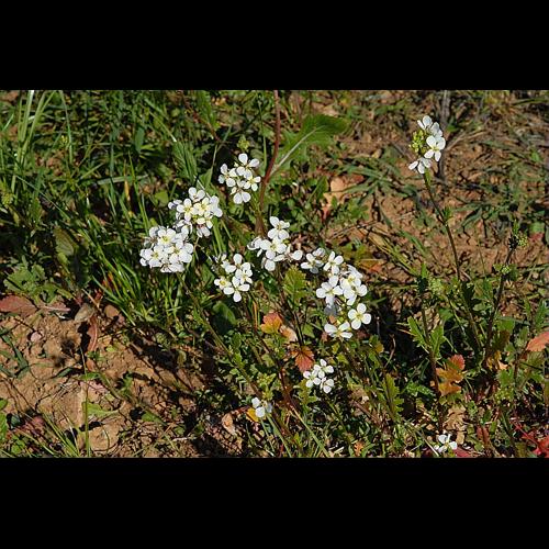 Diplotaxis erucoides (L.) DC., 1821 © DALMAS Jean-Pierre