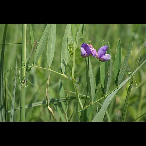 Lathyrus palustris L., 1753 © PACHES Gilles