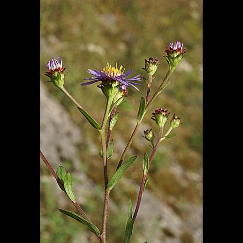 Aster amellus L. &copy; PACHES Gilles