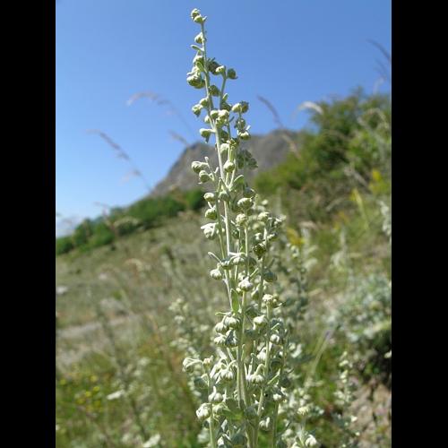 Artemisia absinthium L. © VILLARET Jean-Charles