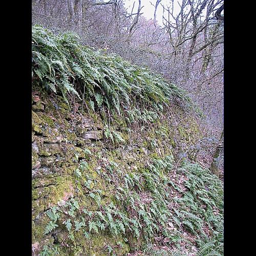 Polypodium interjectum Shivas, 1961 © VILLARET Jean-Charles