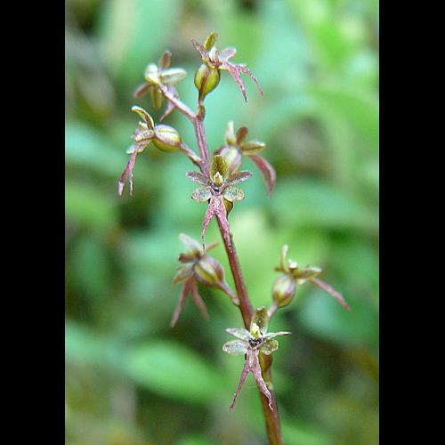 Listera cordata (L.) R. Br. &copy; BONNET Véronique