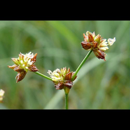Juncus articulatus L. &copy; BONNET Véronique