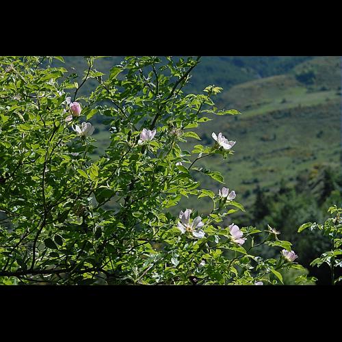 Rosa corymbifera Borkh., 1790 &copy; DALMAS Jean-Pierre