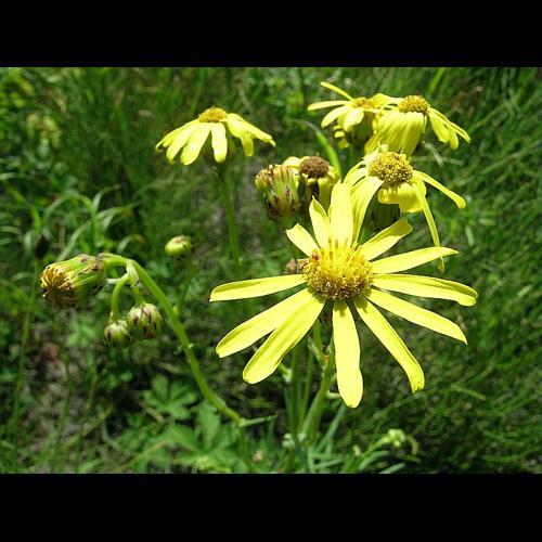 Senecio inaequidens DC. © VILLARET Jean-Charles