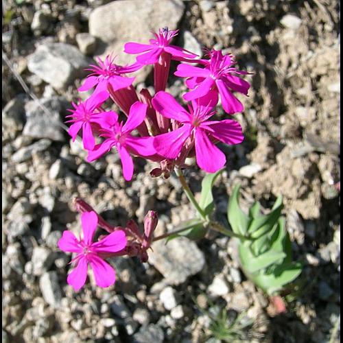 Silene armeria L., 1753 © VILLARET Jean-Charles
