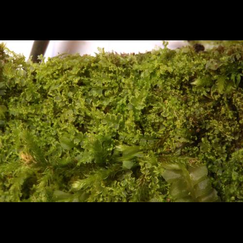 Lophocolea minor Nees &copy; LEGLAND Thomas