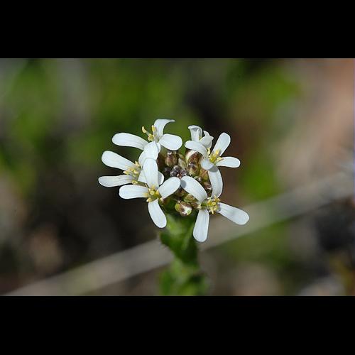 Arabis planisiliqua (Pers.) Reichenb. &copy; DALMAS Jean-Pierre