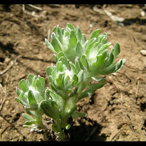 Bombycilaena erecta (L.) Smolj. © VILLARET Jean-Charles