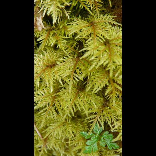 Hylocomium splendens (Hedw.) Schimp. © GARRAUD Luc