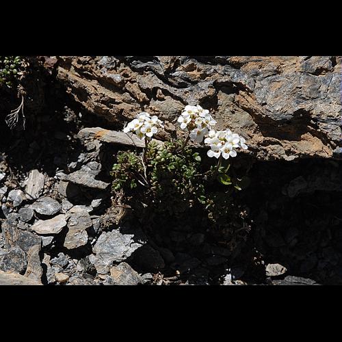 Cardamine resedifolia L., 1753 © DALMAS Jean-Pierre