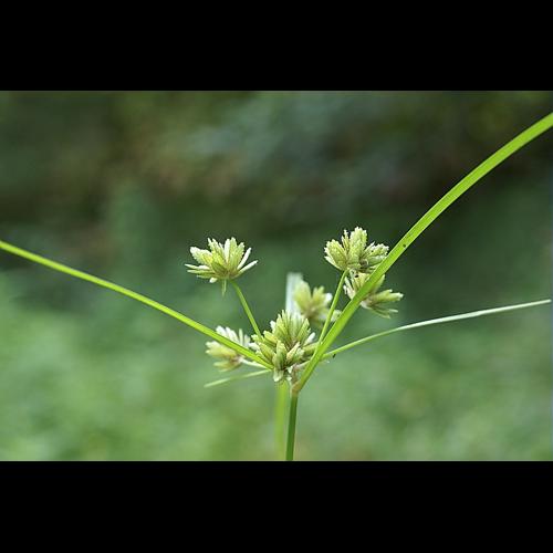 Cyperus eragrostis Lam. © PACHES Gilles