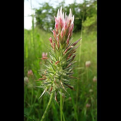 Trifolium incarnatum L. subsp. molinerii (Balbis ex Hornem) Cesati © VILLARET Jean-Charles