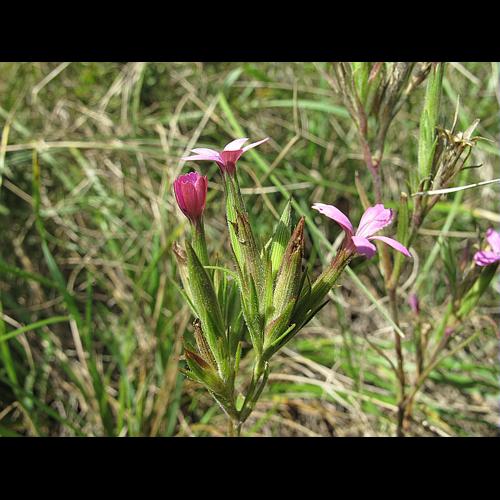 Dianthus armeria L. subsp. armeria © BILLARD Gilbert