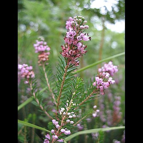 Erica vagans L., 1770 © BILLARD Gilbert