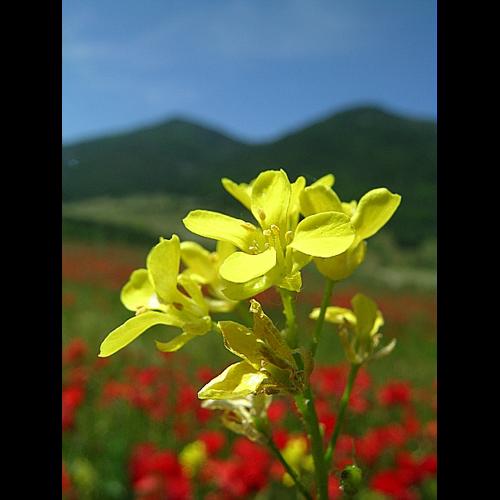 Bunias orientalis L., 1753 &copy; VILLARET Jean-Charles