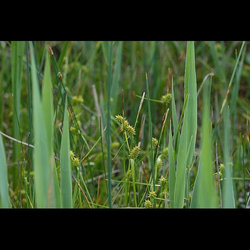 Carex viridula Michaux subsp. brachyrrhyncha (Celak.) B. Schmid var. elatior © DALMAS Jean-Pierre