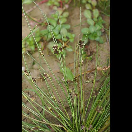 Schoenoplectus supinus (L.) Palla © PACHES Gilles