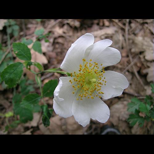 Rosa arvensis Huds., 1762 © VILLARET Jean-Charles