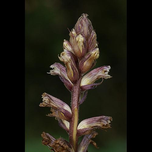 Orobanche hederae Duby &copy; PACHES Gilles