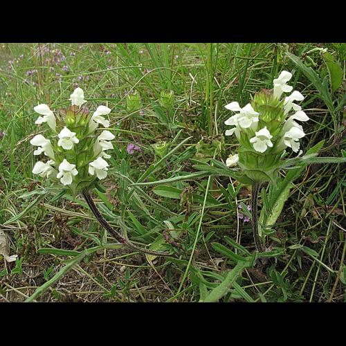Prunella laciniata (L.) L., 1763 &copy; BILLARD Gilbert