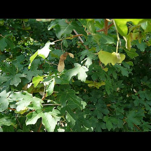 Acer campestre L. subsp. campestre © GARRAUD Luc