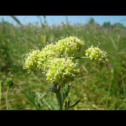 Silaum silaus (L.) Schinz & Thell. © VILLARET Jean-Charles