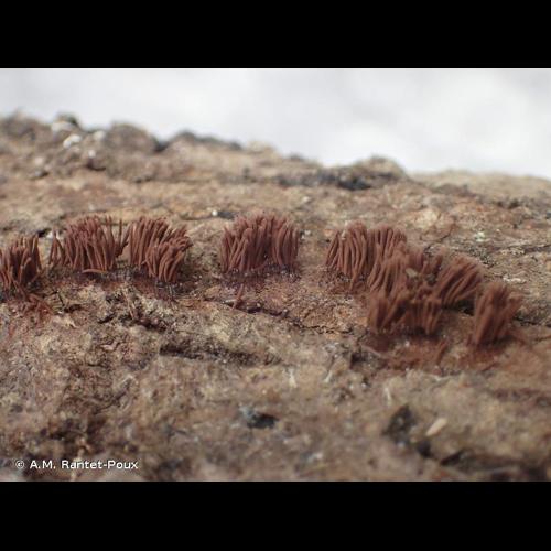 <i>Stemonitis axifera</i> (Bull.) T.Macbr., 1889 © A.M. Rantet-Poux