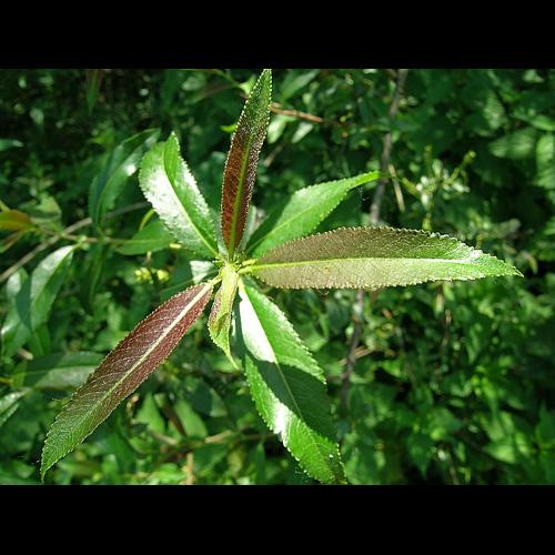 Salix triandra L. emend. Ser. &copy; VILLARET Jean-Charles