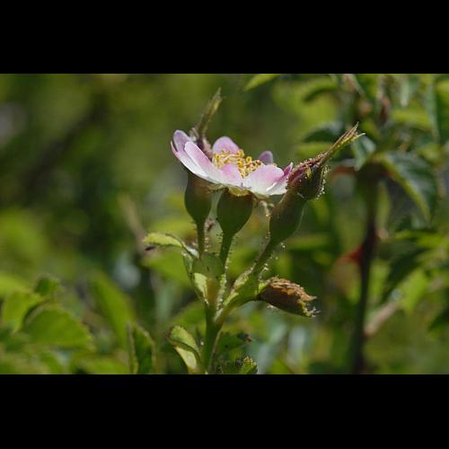 Rosa micrantha Borrer ex Sm., 1812 &copy; DALMAS Jean-Pierre