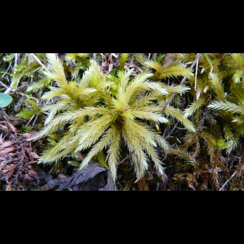 Climacium dendroides (Hedw.) F.Weber & D.Mohr © GARRAUD Luc