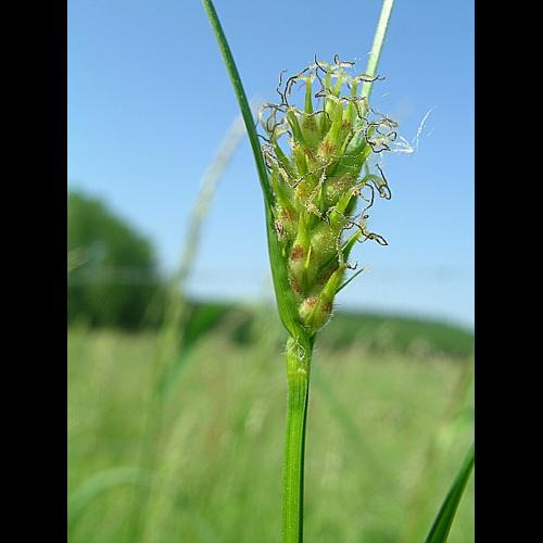Carex hirta L. © VILLARET Jean-Charles