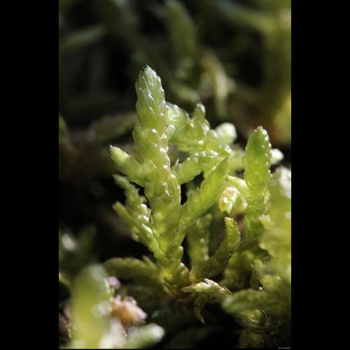 Pseudoscleropodium purum (Hedw.) M.Fleisch. © LEGLAND Thomas