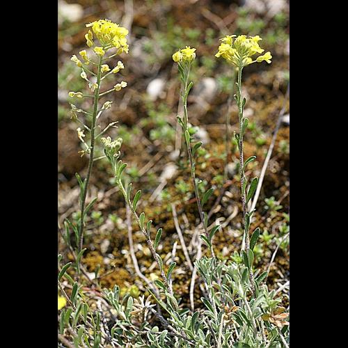 Alyssum montanum L., 1753 © PACHES Gilles